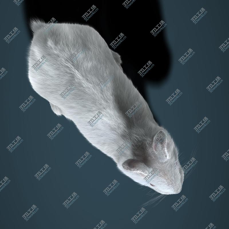 images/goods_img/202104023/Rabbit White (ANIMATED) (FUR)/5.jpg